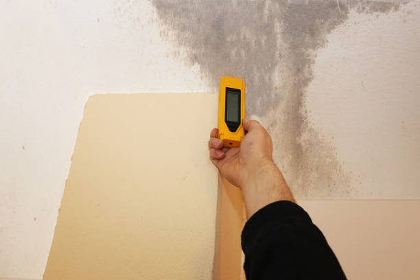Best Mold-Related Health Consultation  in Staples, CT