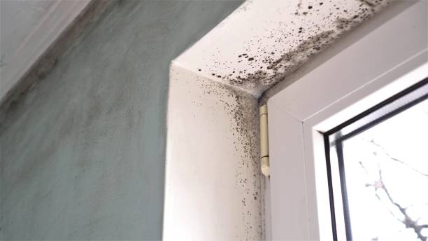 Asbestos and Lead Testing During Mold Inspection in Staples, CT