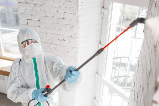 Best Emergency Mold Remediation  in Staples, CT