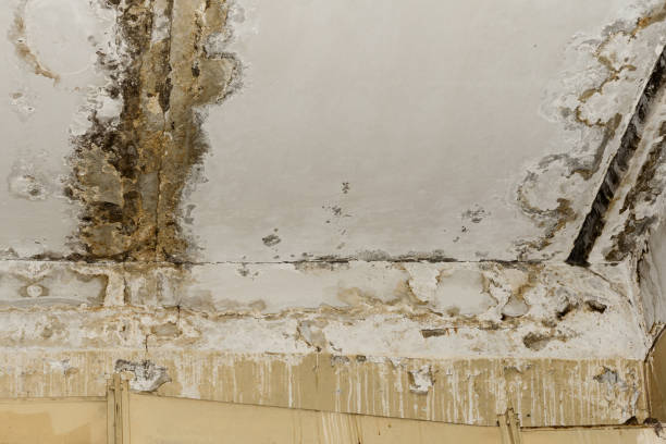 Best Air Quality Testing for Mold Spores  in Staples, CT