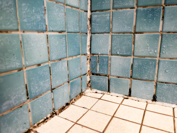 Best Mold Remediation for Vacation Homes  in Staples, CT