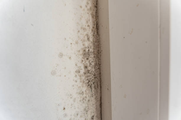 Best Mold Documentation for Insurance Claims  in Staples, CT